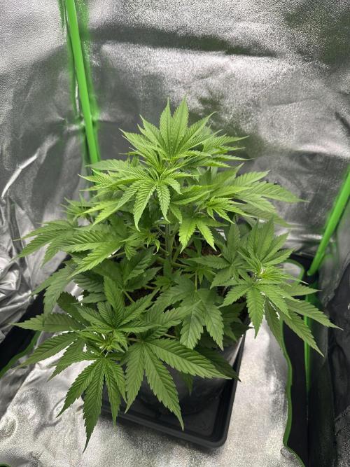 Triploid Seed Test Cookie Queen Tessa. Week 5 - Day 36 she Looks Like never having done .