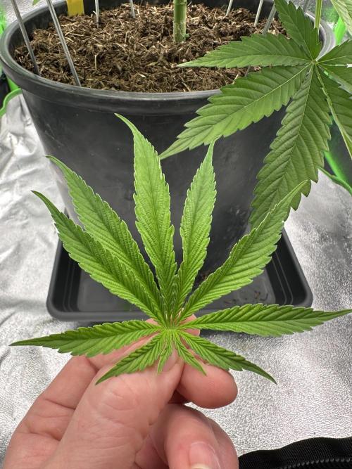 Triploid Seed Test Cookie Queen Tessa. Week 5 - What the fuc* my first 11 finger sail leafe I see in Reality… thx for that Tessa