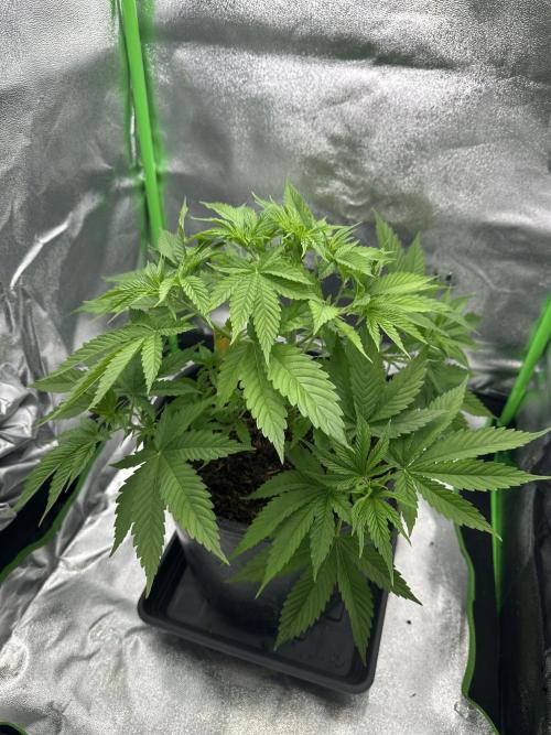 Triploid Seed Test Cookie Queen Tessa. Week 5 - She has many leafes but she is such a beauty 😍