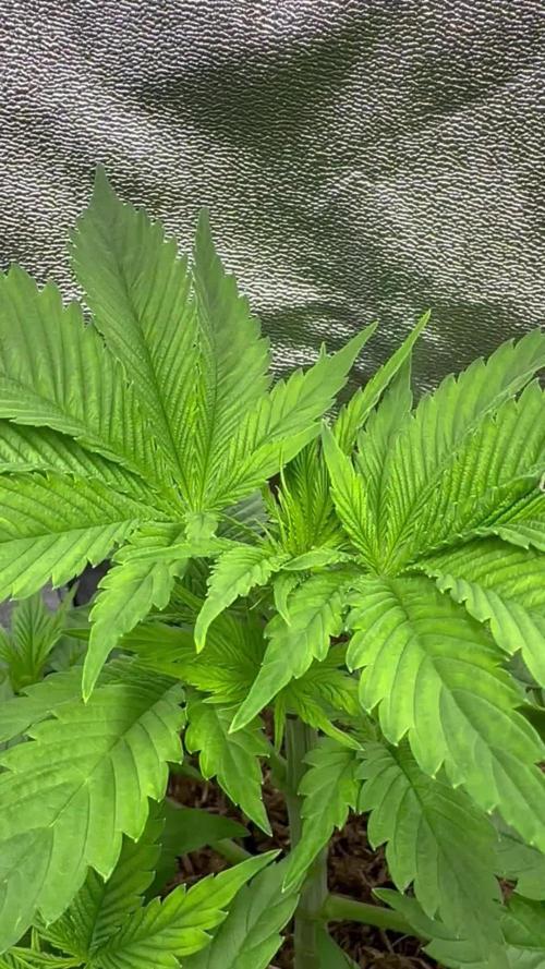 Triploid Seed Test Cookie Queen Tessa