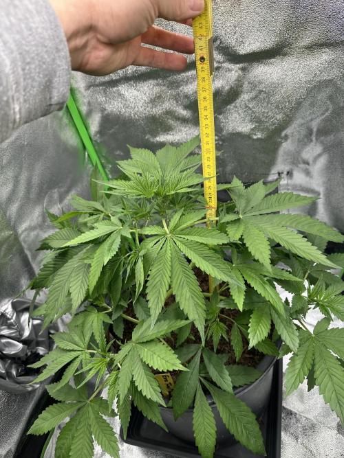 Automatic Grow EVA. Week 5 - And she went last week in her Stretch / preflower Part, time for measuring 