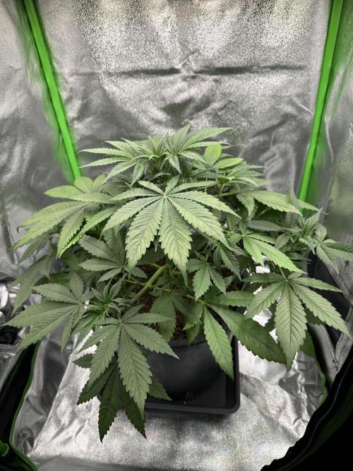 Automatic Grow EVA. Week 5 - Day 31 and Eva take the Place she need… what a beauty