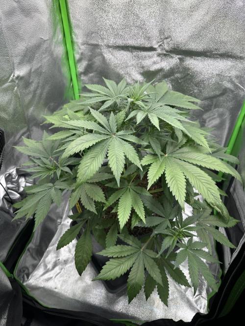 Automatic Grow EVA. Week 5 - Day 32 