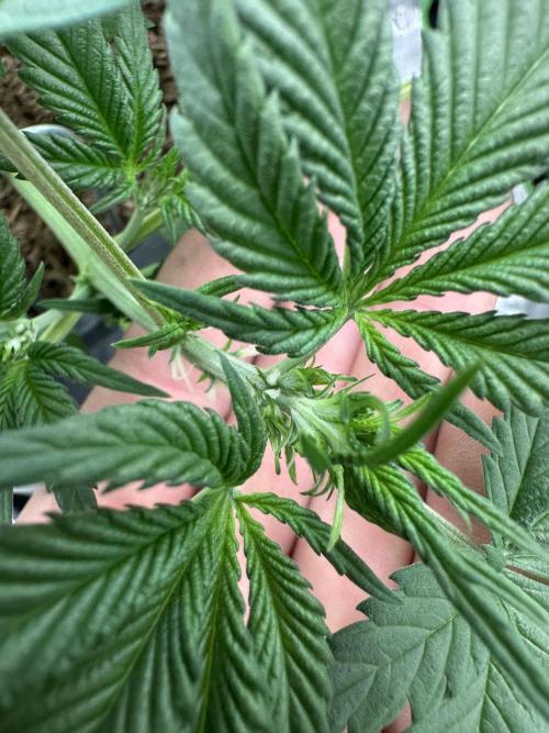 Automatic Grow EVA. Week 5 - We zoom to her flowers … maybe we should look later again… we See Not much