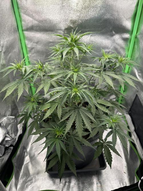 Automatic Grow EVA. Week 5 - Day 33