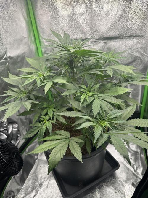 Automatic Grow EVA. Week 5 - Day 34