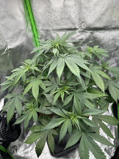 Automatic Grow EVA. Week 5 - Day 35