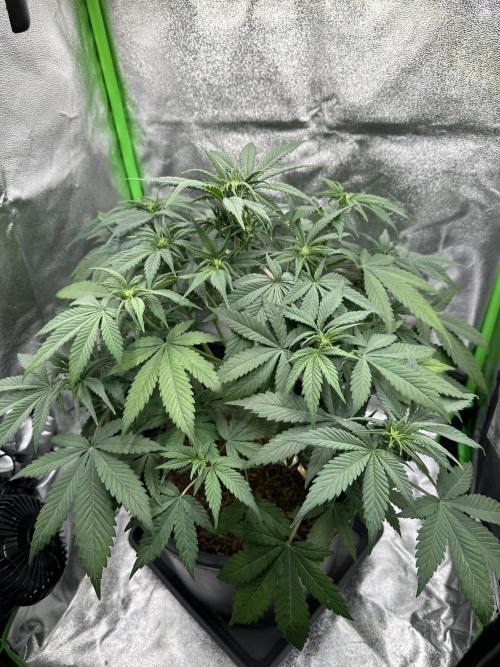 Automatic Grow EVA. Week 6 - Day 36 