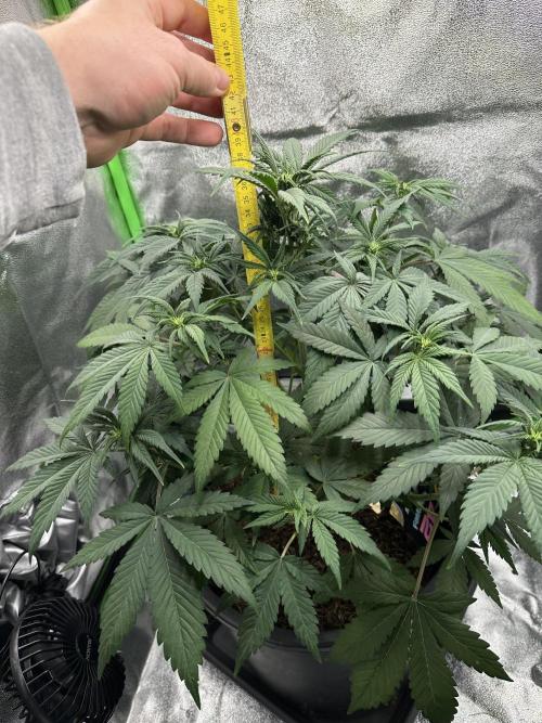 Automatic Grow EVA. Week 6 - A measuring and she has a nice grow. 40 cm.