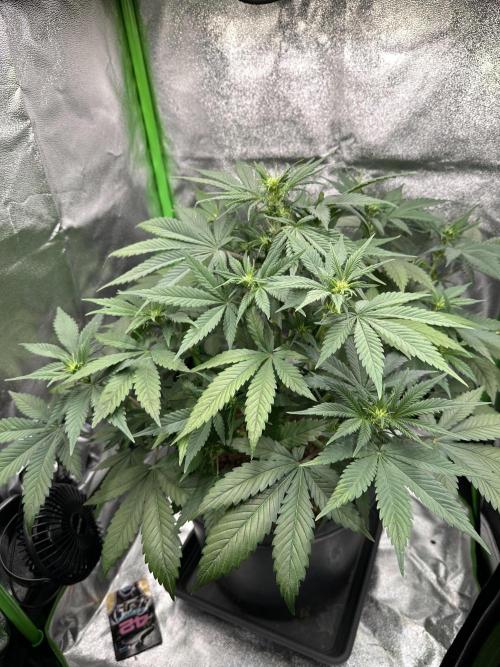 Automatic Grow EVA. Week 6 - Day 37