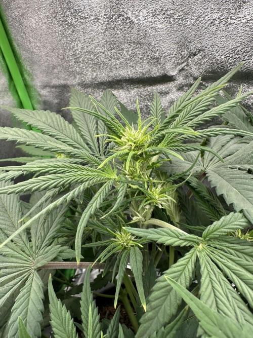 Automatic Grow EVA. Week 6 - We have a look on her flowers and she look great 