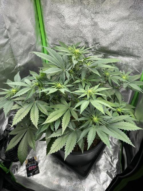 Automatic Grow EVA. Week 6 - Day38