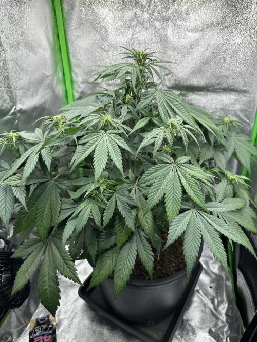Automatic Grow EVA. Week 6 - Day 39 is the last day for Eva. Yes it’s true… the last day in her Life 😢