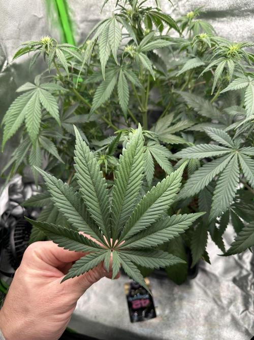 Automatic Grow EVA. Week 6 - First she surprise me with the same like Tessa before… 11 Fingers so lovely