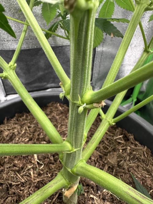 Automatic Grow EVA. Week 6 - The second surprise isn‘t also nice … „banana“ male sexual characteristics…