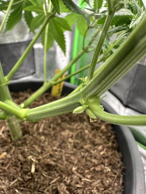 Automatic Grow EVA. Week 6 - Oh noooo… why you do that with me. And there not only once. It’s to dangerous …