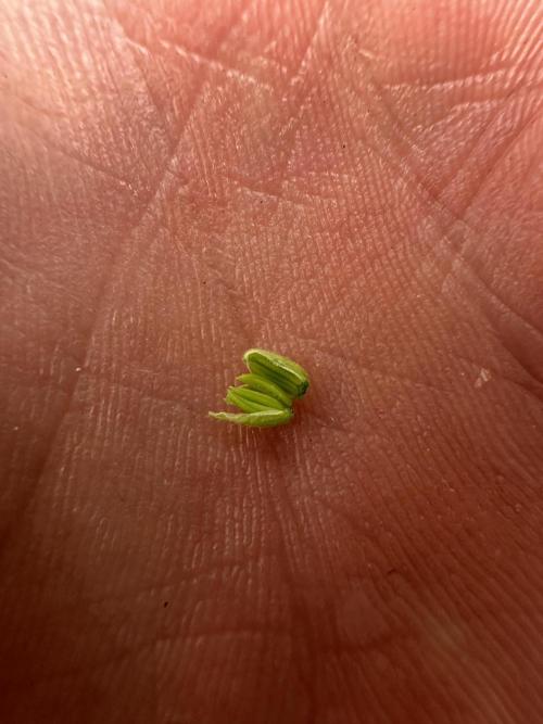 Automatic Grow EVA. Week 6 - …for all the other project‘s. This is the end for Eva 😢. Sorry. 