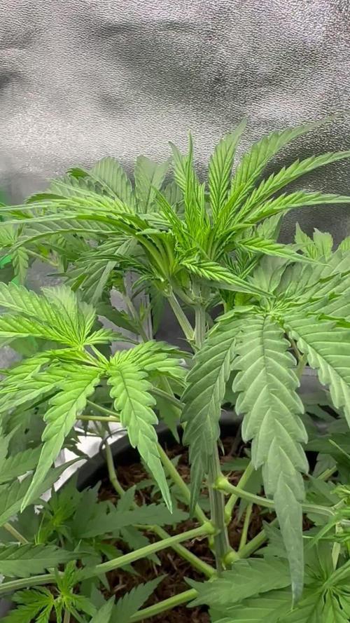 Community Grow Oct 2025 ELSA