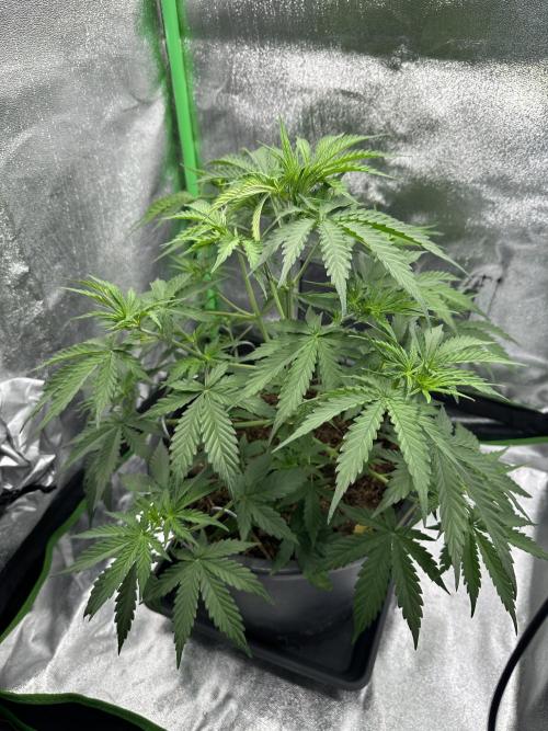 Community Grow Oct 2025 ELSA. Week 6 - Day 38 now that she is in her Pre Flowering Part I can only watering and looking