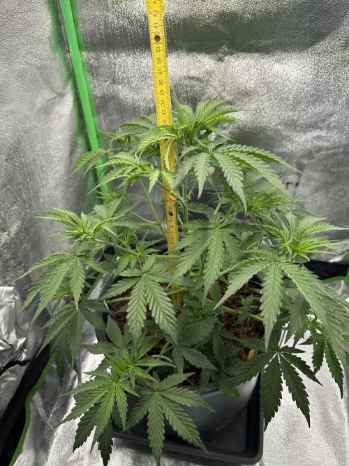 Community Grow Oct 2025 ELSA. Week 6 - Okay and measuring, too 😉😅