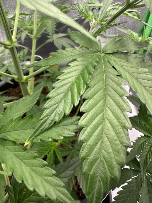 Community Grow Oct 2025 ELSA. Week 6 - On this leaf you see the only „defect“… in my eyes Elsa has no defect…