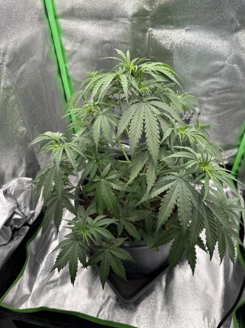 Community Grow Oct 2025 ELSA. Week 6 - Day 39