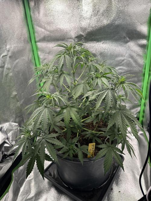 Community Grow Oct 2025 ELSA. Week 6 - Day 40