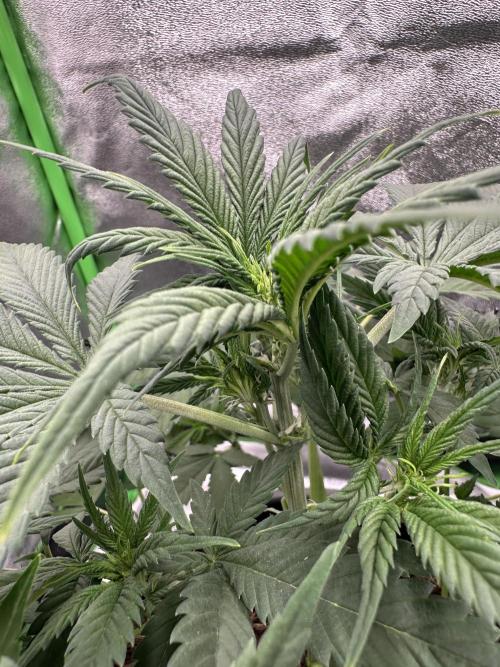 Community Grow Oct 2025 ELSA. Week 6 - We take a look at Elsa‘s flower… not much, but it‘s her first flower week 