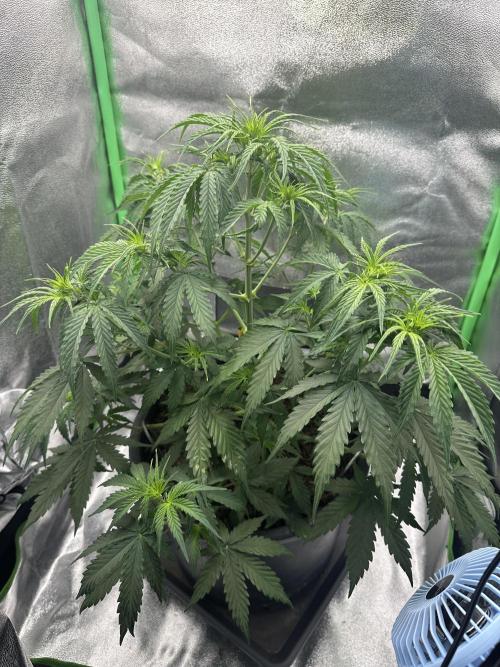 Community Grow Oct 2025 ELSA. Week 6 - The Stretch is more important and on day 42 Elsa‘ week 6 go to an end.