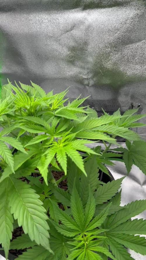 Triploid Seed Test Cookie Queen Tessa