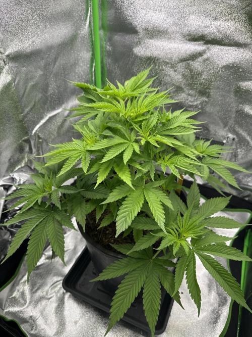 Triploid Seed Test Cookie Queen Tessa. Week 6 - Day 38