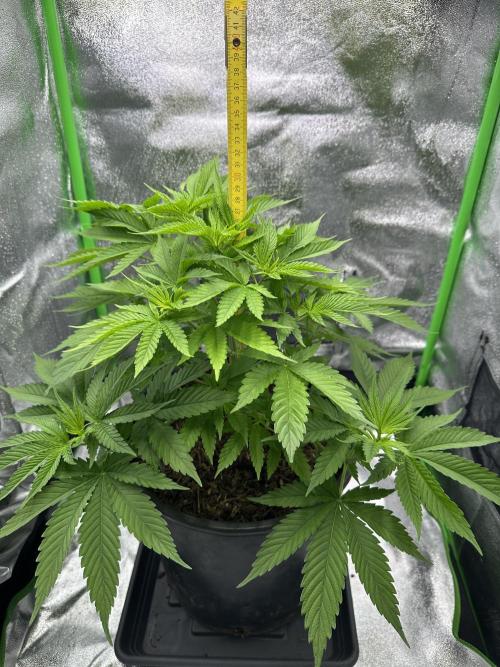 Triploid Seed Test Cookie Queen Tessa. Week 6 - Time for measuring.