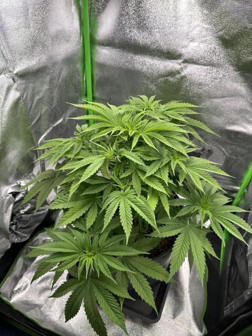 Triploid Seed Test Cookie Queen Tessa. Week 6 - Day 39