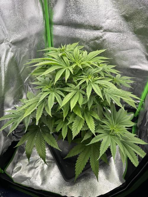 Triploid Seed Test Cookie Queen Tessa. Week 6 - Day 40