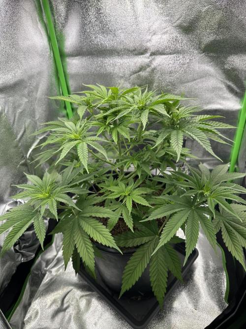 Triploid Seed Test Cookie Queen Tessa. Week 6 - Day 41