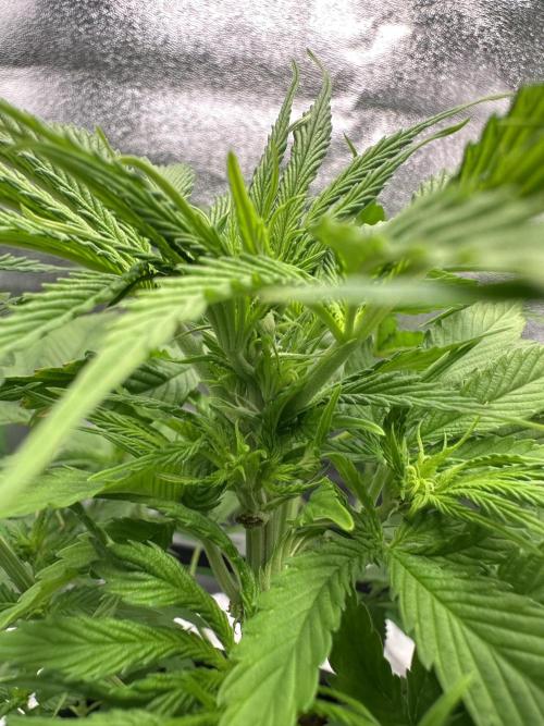 Triploid Seed Test Cookie Queen Tessa. Week 6 - We look a little bit closer… is she in pre flowering ? Or Not ?