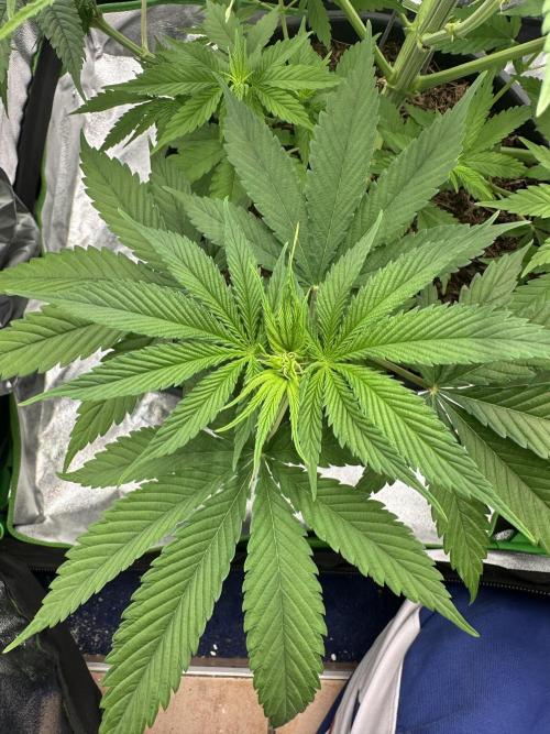 Triploid Seed Test Cookie Queen Tessa. Week 6 - I think she is not 👀😅… then we wait again. 