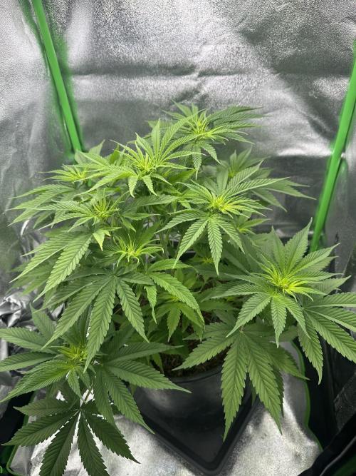 Triploid Seed Test Cookie Queen Tessa. Week 6 - Day 42 and I think Tessa will go in pre flowering next week…maybe 🤭😉