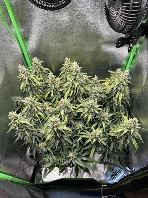 My first grow with Tamara. Week 12 - Look from above day 80