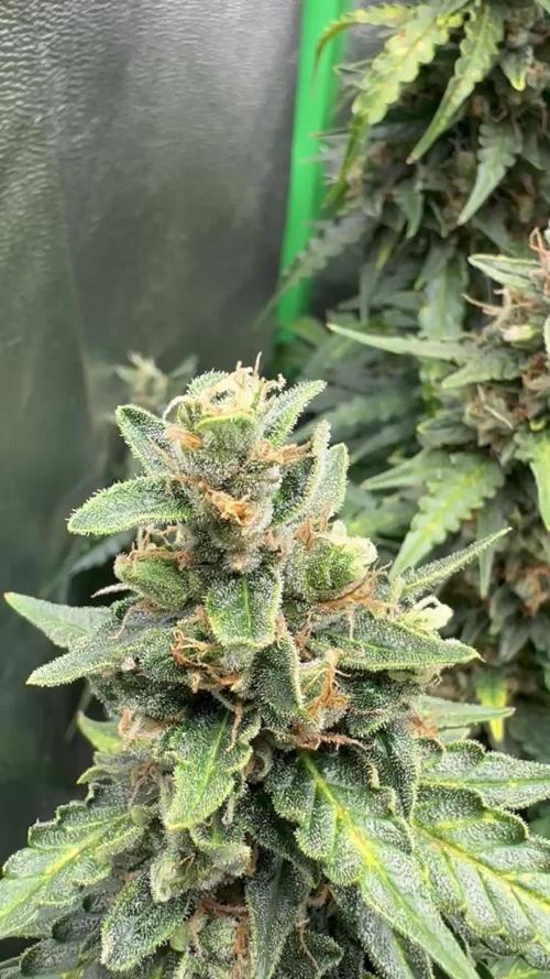 My first grow with Tamara