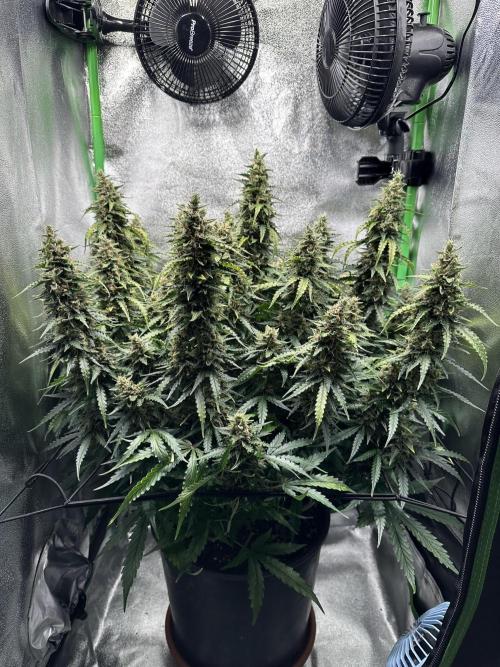 My first grow with Tamara. Week 12 - Day 81