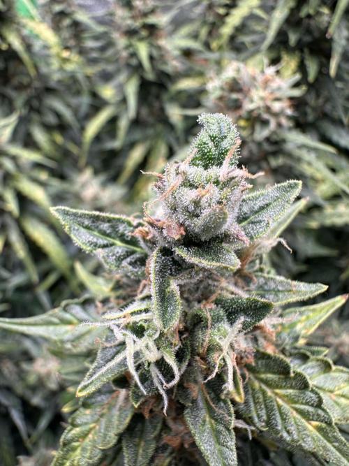 My first grow with Tamara. Week 12 - Look at the difference flowers it‘s one plant but so much diversity