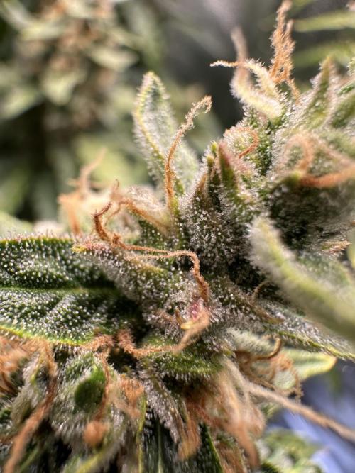 My first grow with Tamara. Week 12 - Nice view