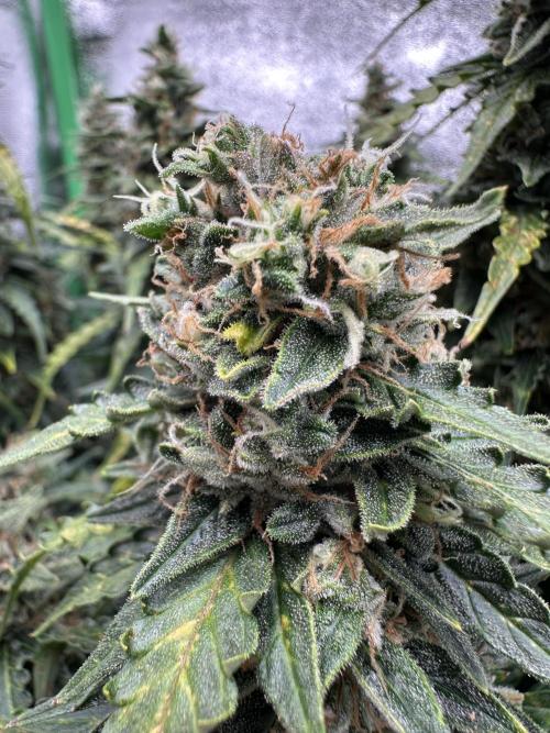 My first grow with Tamara. Week 12 - So Beautiful 