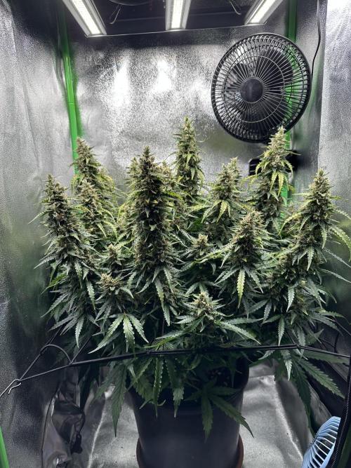 My first grow with Tamara. Week 12 - Day 82