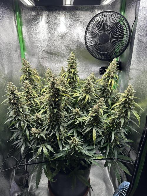 My first grow with Tamara. Week 12 - Day 83