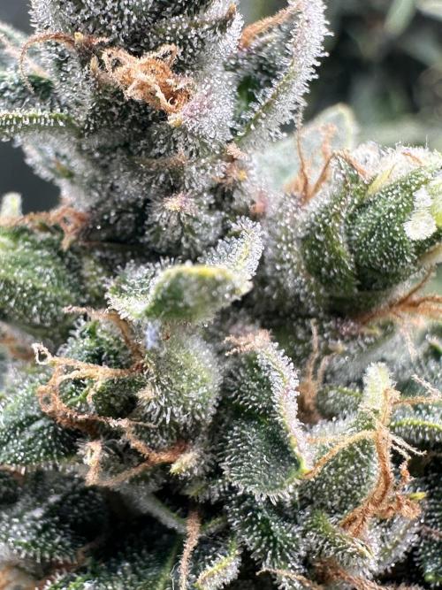 My first grow with Tamara. Week 12 - We Check the Trichome … many but I know she need more time.