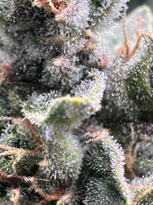 My first grow with Tamara. Week 12 - The View is awesome