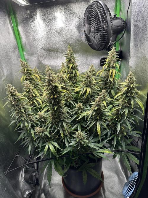 My first grow with Tamara. Week 12 - Day 85