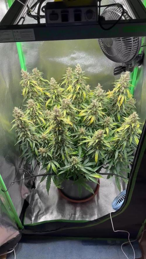 My first grow with Tamara